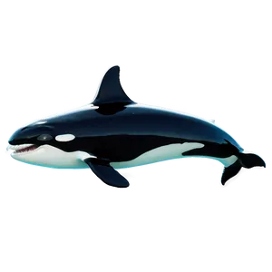 Orca Whale Jumping Png Tks PNG Image