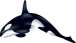 Orca Whale Vector Illustration PNG Image