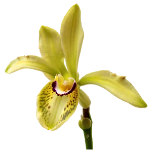 Orchid Bloom Png 24 PNG Image