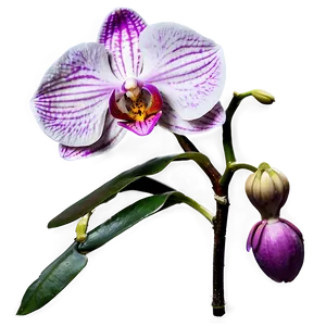 Orchid Bloom Png Qef PNG Image