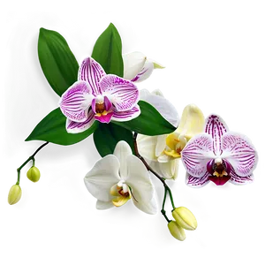 Orchid Bouquet Png 05242024 PNG Image