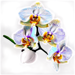 Orchid Flower Png Xut76 PNG Image