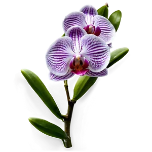 Orchid Flower Transparent Png Xeg PNG Image