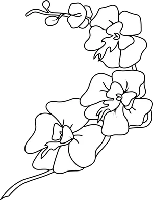 Orchid_ Line_ Art_ Illustration PNG Image