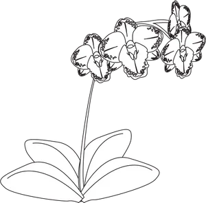 Orchid_ Line_ Drawing PNG Image