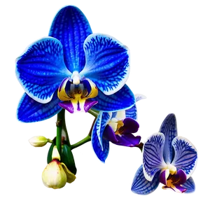 Orchid Petal Png 99 PNG Image