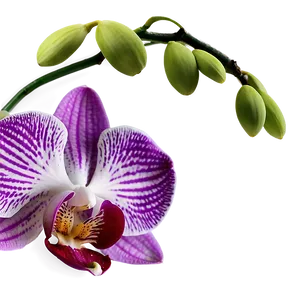 Orchid Petal Png Pby63 PNG Image