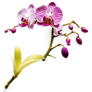 Orchid Stem Png 12 PNG Image