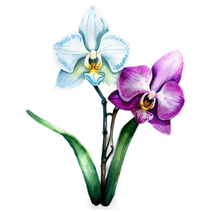 Orchid Watercolor Drawing Png 06272024 PNG Image