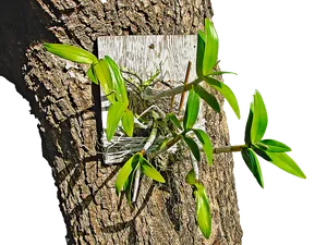 Orchidon Tree Bark PNG Image