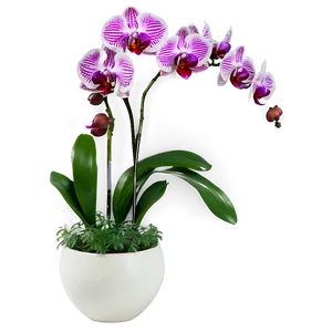 Orchids In Vase Png Cxi84 PNG Image