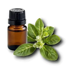 Oregano Essential Oil Png Eey55 PNG Image