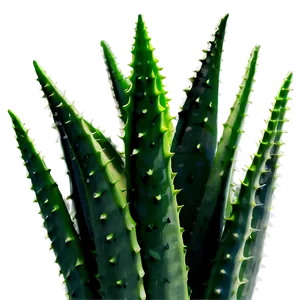 Organic Aloe Vera Plant PNG 06252024 PNG