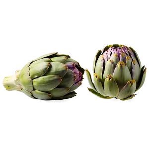 Organic Artichoke Png Urp70 PNG Image