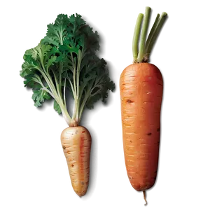 Organic Carrot PNG 7 PNG