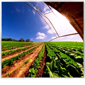 Organic Farm Field PNG Odi PNG