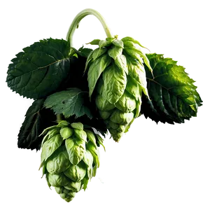 Organic Hops Farm Png 06292024 PNG Image