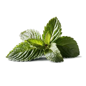 Organic Peppermint Leaves Png Bkn37 PNG Image