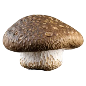 Organic Shiitake Mushroom Png Pkp6 PNG Image