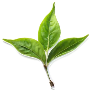 Organic Tea Leaf Png Fgj PNG Image