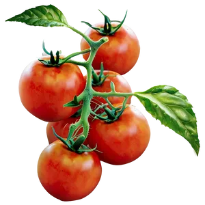 Organic Tomato Plant Png 06212024 PNG Image