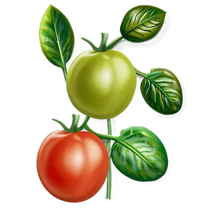 Organic Tomato Plant Png Vnw92 PNG Image