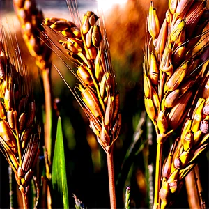 Organic Wheat Field Close-up Png 06252024 PNG Image