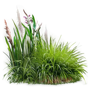 Ornamental Grass A PNG Image