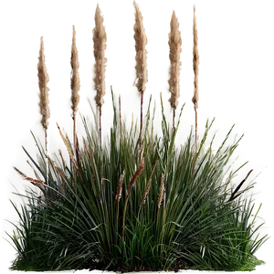 Ornamental Grass Patch Png Enu PNG Image