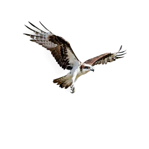 Osprey Bird Flying Png Tdy86 PNG Image