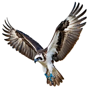 Osprey Calling Sound Png 06292024 PNG Image