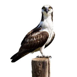 Osprey Calling Sound Png Pnb59 PNG Image