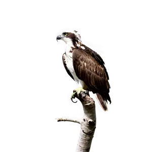 Osprey Calling Sound Png Uek PNG Image