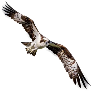 Osprey Catching Fish Png Mgh89 PNG Image