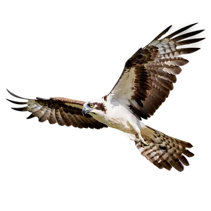 Osprey D PNG Image