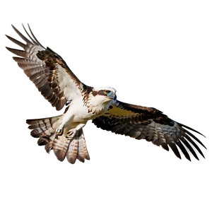 Osprey Hovering Over Water Png Mfn35 PNG Image