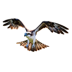 Osprey In Mid-dive Png 21 PNG Image