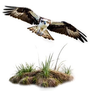 Osprey In Natural Habitat Png 53 PNG Image