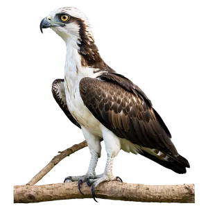 Osprey In Natural Habitat Png 54 PNG Image