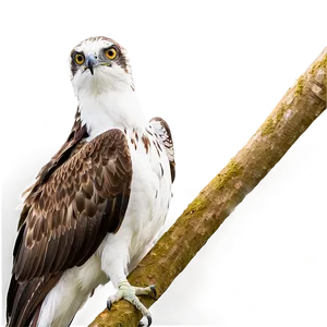 Osprey In Natural Habitat Png Poo PNG Image