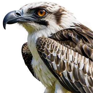 Osprey In Natural Habitat Png Upc PNG Image