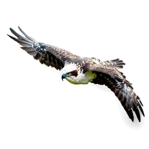 Osprey In Rainy Weather Png Djm PNG Image