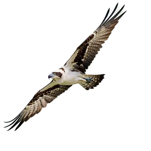 Osprey On The Hunt Png Uvo88 PNG Image