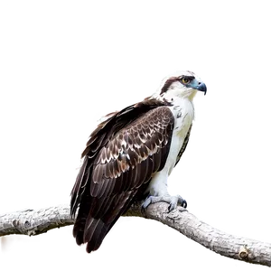 Osprey Perched On Branch Png Xbd PNG Image