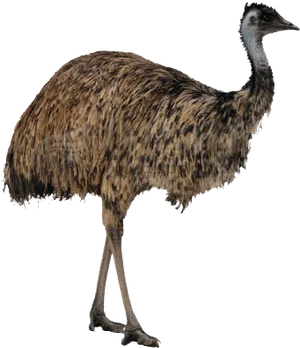 Ostrich Standing Side View PNG Image