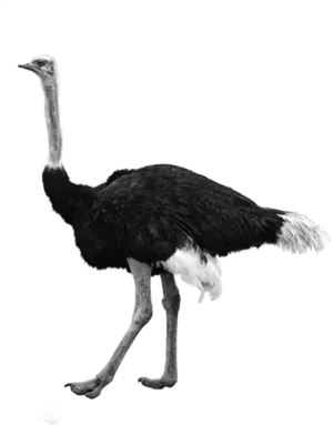 Ostrich Standing Side View PNG Image