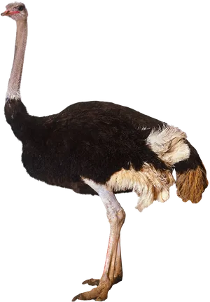 Ostrich Standing Side View.png PNG Image