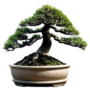 Outdoor Bonsai Png 06252024 PNG Image