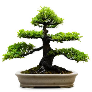 Outdoor Bonsai Png Prn58 PNG Image