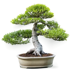 Outdoor Bonsai Png Pwd PNG Image